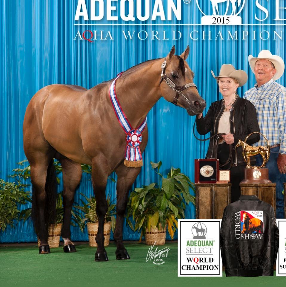 AMQH Buckskin Stallion Oklahoma